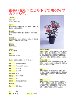 細長い花を下にぶら下げて咲くタイプ のフクシア。