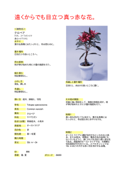 遠くからでも目立つ真っ赤な花。 -  へ