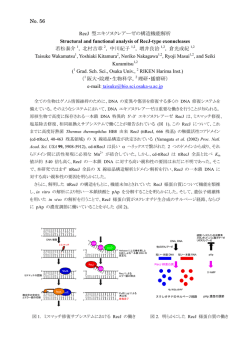 56.RecJ 型エキソヌクレアーゼの構造機能解析