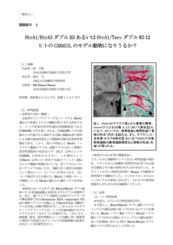HtrA1/HtrA3 ダブルKO あるいは HtrA1/Terc ダブルKO は ヒトの