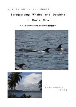 コスタリカのクジラとイルカ - アースウォッチ・ジャパン