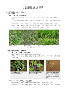 水稲の除草