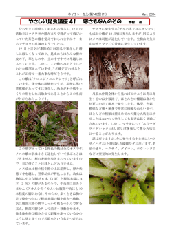 やさしい昆虫講座 41 寒さもなんのその