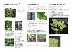月例観察会 8月のまとめ