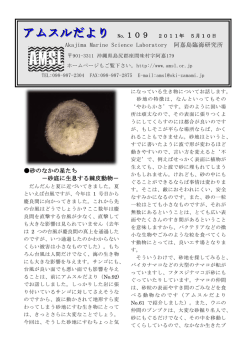 砂底に生息する棘皮動物 - AMSL 阿嘉島臨海研究所