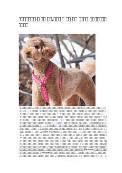 【専門設計の】 犬 首輪 富山,グッチ 犬 首輪 通販 送料無料 シーズン最後