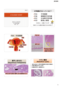 子宮頚部 増殖期子宮内膜 分泌期子宮内膜 卵巣と卵管