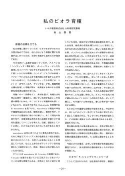 私のビオラ育種