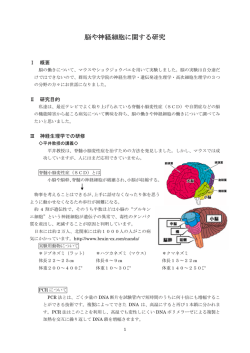脳や神経細胞に関する研究