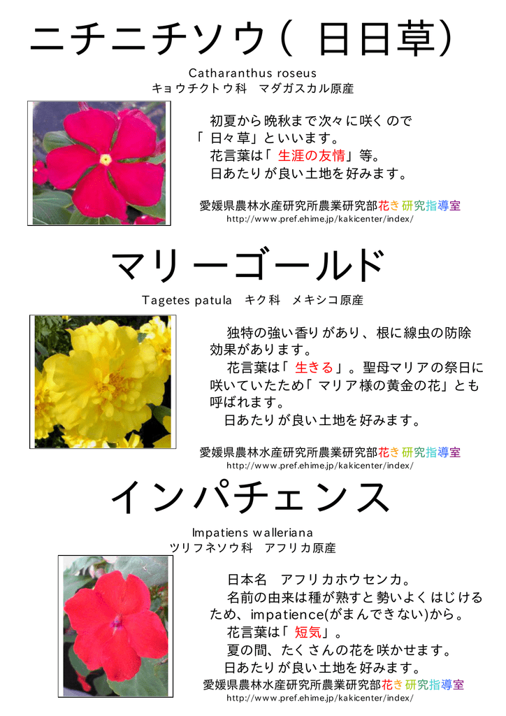 花の展示概要