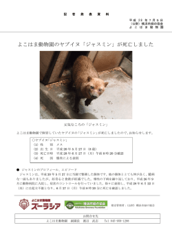 よこはま動物園のヤブイヌ「ジャスミン」が死亡しました