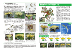 西日本のたんぽぽとその分布（続き）と花のしくみ