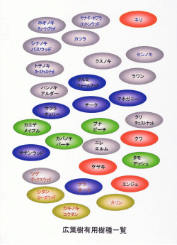 有用広葉樹材一覧・木材の主な性質・参考文献 (PDF 5126KB)