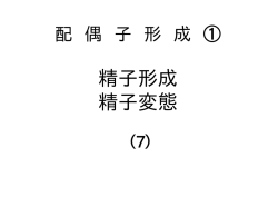精子形成 精子変態