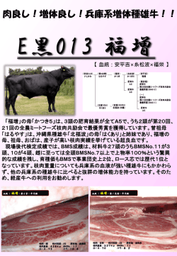 「E黒013 福増」 兵庫系増体種雄牛 子牛市場で再注目！！
