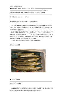 46.旬の魚「カマス」2011年10月