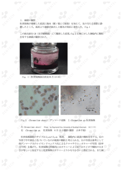 1．細菌の撮影 佐世保株が増殖した底泥に海水（雁ノ巣にて採取）を加え