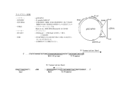 ライブラリー情報 NotI T3 Promoter f1 ori SV40 pro pUC19 ori poly(A