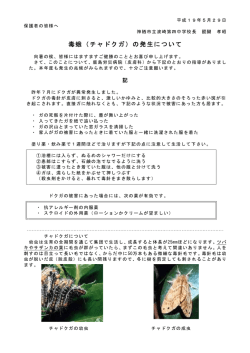 毒蛾（チャドクガ）の発生について