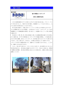 桜の季節はハカランダ(原田工業(株))