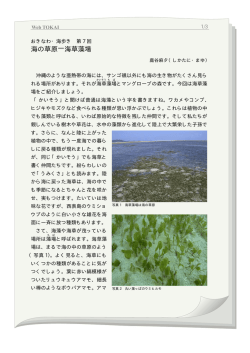 海の草原̶海草藻場 - しかたに自然案内