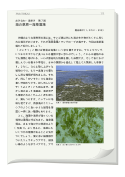 海の草原̶海草藻場 - しかたに自然案内