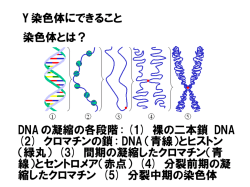 Y 染色体にできること 染色体とは？ DNAの凝縮の各段階: (1) 裸の二本