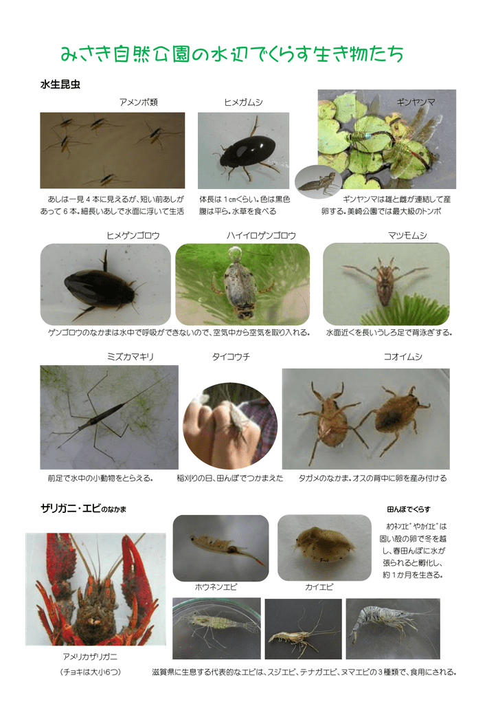 みさき自然公園の水辺でくらす生き物たち