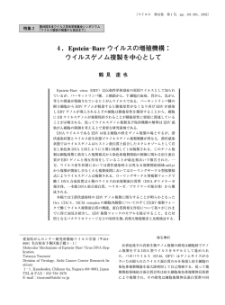 Epstein Barr ウイルスの増殖機構：ウイルスゲノム