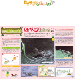 カイツブリは滋賀県の県の鳥で、琵琶湖を代表する水鳥（水辺にすむ鳥