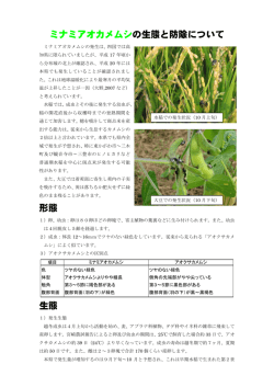 ミナミアオカメムシの生態と防除について 形態 生態