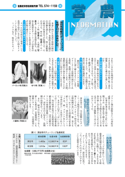 深谷市の「チューリップ」