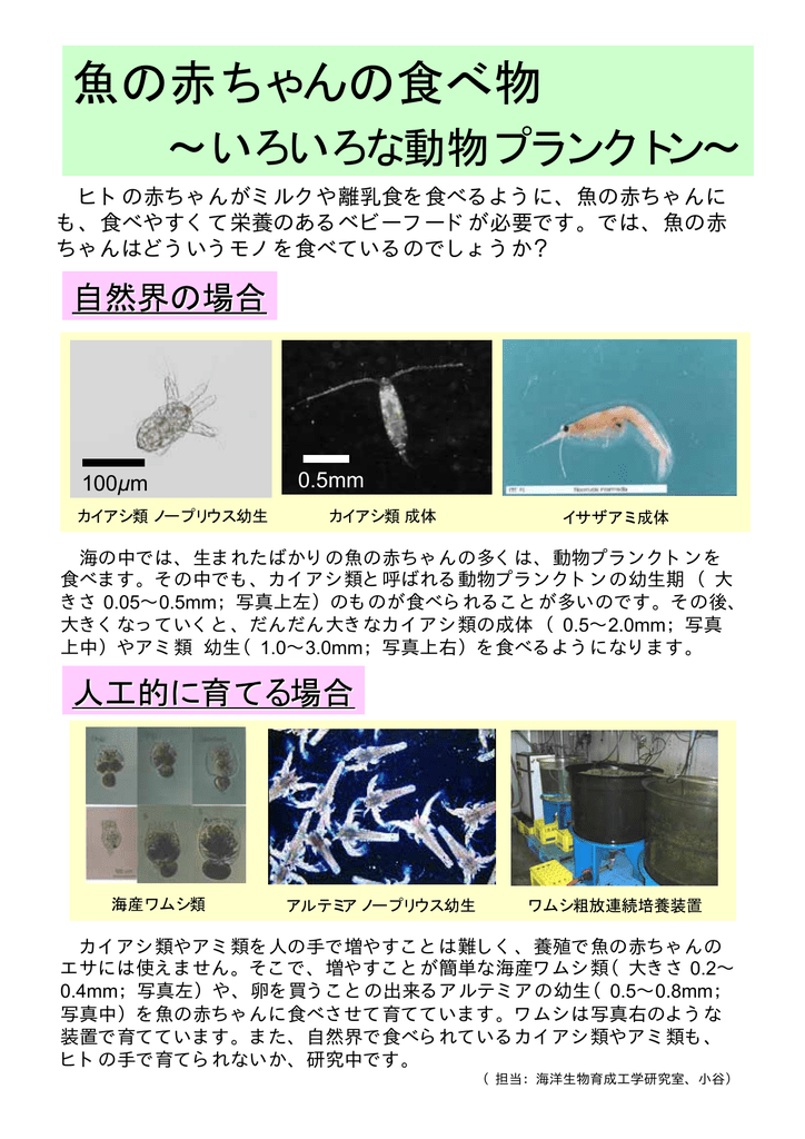 魚の赤ちゃんの食べ物