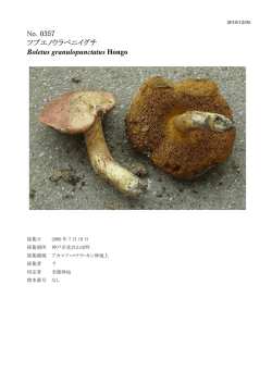 No. 0357 ツブエノウラベニイグチ Boletus granulopunctatus Hongo
