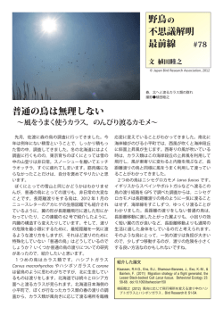 普通の鳥は無理しない ～風をうまく使うカラス，のんびり渡るカモメ