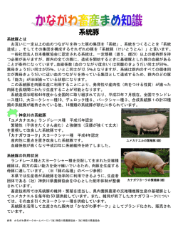 系統豚