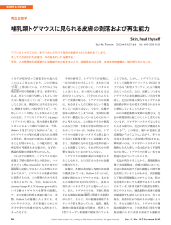 哺乳類トゲマウスに見られる皮膚の剥落および再生能力