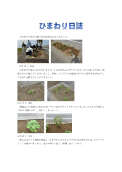 ひまわりの成長の様子を日誌形式にまとめました。 6 月 15 日（水