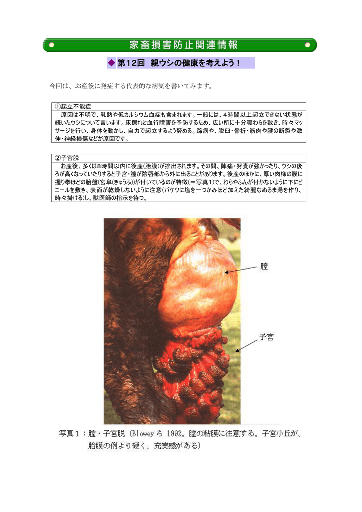 親牛の健康を考えよう