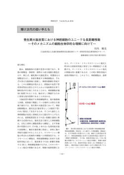 発生期大脳皮質における神経細胞のユニークな長距離移動 ～その