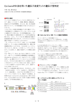 CycleavePCR 法を用いた遺伝子改変ラットの遺伝子型判定