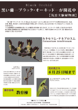 黒い蘭―ブラック・オーキッド―が開花中