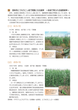 2 飼料用とうもろこし畑で問題となる雑草 ～地域で見られる強害雑草～