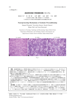 虚血耐性現象の神経細胞保護メカニズム Neuroprotecting
