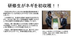 研修生がネギを初収穫！！