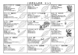 この木なんの木 ヒント