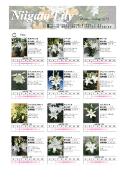 photo-catalog 2015