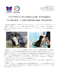 ミナミイワトビペンギンの赤ちゃん3羽、すくすく成長中