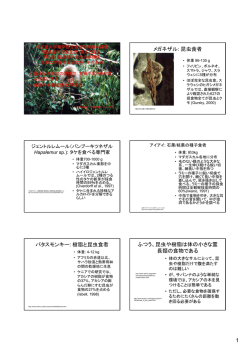 昆虫食者 パタスモンキー