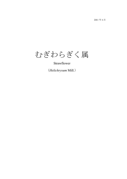 むぎわらぎく属